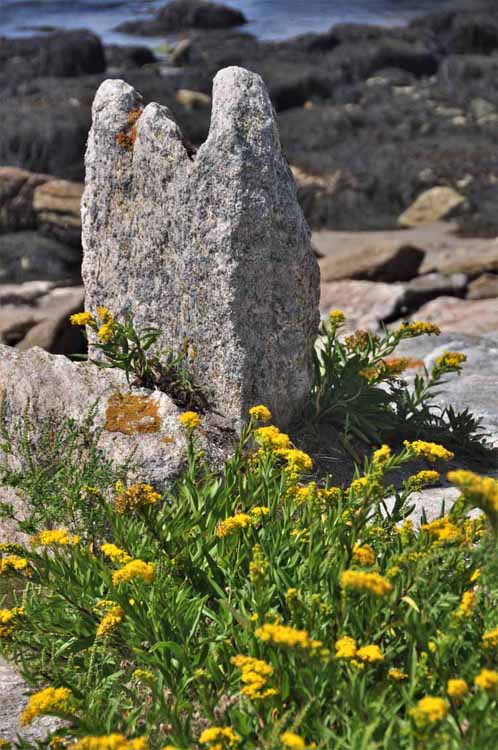 rock and flowers